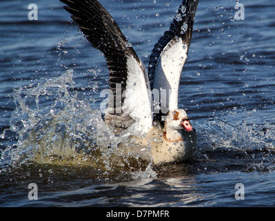 Detailliertes Bild der eine Nilgans (Alopochen Aegyptiaca) im Flug, eingehende und Landung auf dem Wasser eines Sees Stockfoto