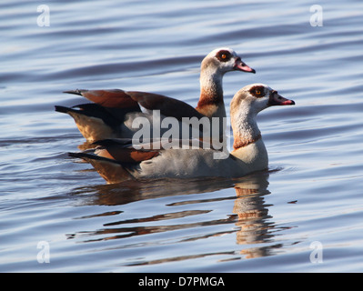 Paar Nilgans (Alopochen Aegyptiaca) gemeinsam in einem See schwimmen Stockfoto