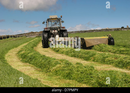 Heuernte mit Traktor auf Rasen Wiese. Cregneish, Isle Of Man, so dass Grass in Reihen hinter Traktor Stockfoto