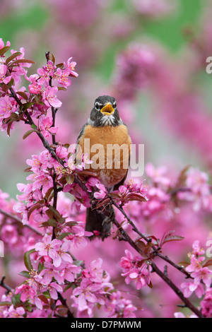 Amerikanischer Robin singt in Crabapple Tree - vertikaler Vogel singvögel Vogelkunde Wissenschaft Natur Tierwelt Umwelt Stockfoto