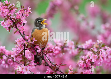 Amerikanischer Robin singt in Crabapple Tree Bird songbird Ornithologie Wissenschaft Natur Tierwelt Umwelt Stockfoto