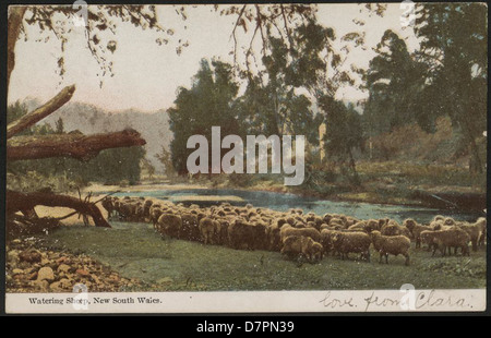 Dieses Foto aus dem Jahr 1905 aus dem Powerhouse Museum zeigt eine ländliche Szene in New South Wales, Australien, in der Schafe getränkt werden. Das Bild zeigt das landwirtschaftliche Leben des frühen 20. Jahrhunderts und die landwirtschaftlichen Praktiken dieser Zeit. Stockfoto