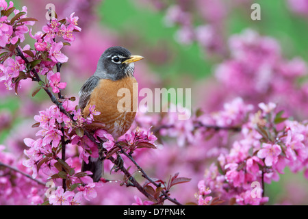 American Robin Barching in Crabapple Flowers Bird songbird Ornithologie Wissenschaft Natur Tierwelt Umwelt Stockfoto