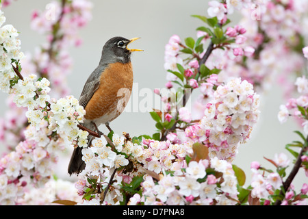 Amerikanischer Robin singt in Crabapple Tree Bird songbird Ornithologie Wissenschaft Natur Tierwelt Umwelt Stockfoto