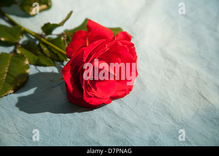 Rote rose liegend grau (grau) strukturierten Hintergrund vollständig zu öffnen. Auf linken Seite des Rahmens, mit dem Raum auf der rechten Seite. Stockfoto