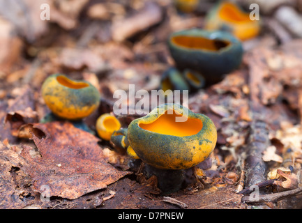 Frühling Orangenschale Pilz, Caloscypha fulgens Stockfoto