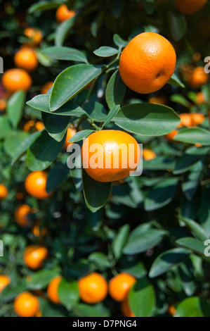Vertikale Ansicht von Miniatur-Kumquat-Bäume zum Verkauf auf der Straße für Tet, vietnamesisches Neujahr. Stockfoto