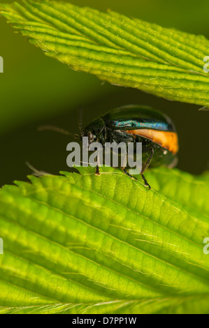 Agelastica alni Stockfoto