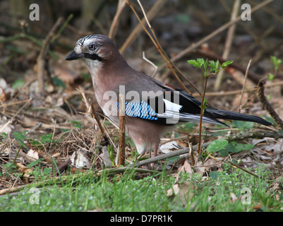 Detaillierte Nahaufnahme von einem Eichelhäher (Garrulus Glandarius) posiert in der Wiese Stockfoto