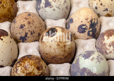 Gesprenkelte Wachteleier in einem Karton box closeup Stockfoto