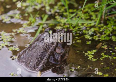 Seefrosch Kopf sitzen im Teich umgeben von Wasserlinsen Stockfoto