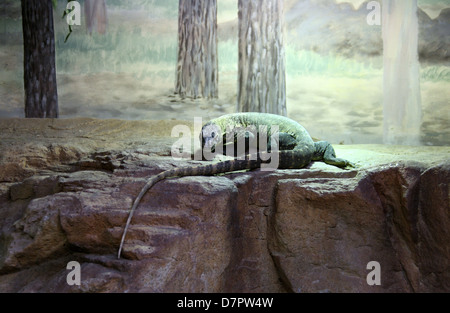 Jungen Komodowaran Stockfoto