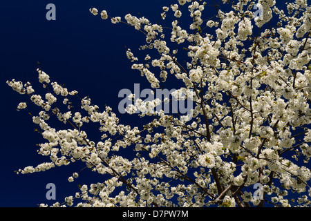 Kirschbaum weiße Blüten vor einem klaren blauen Himmel im Frühjahr Toronto Stockfoto