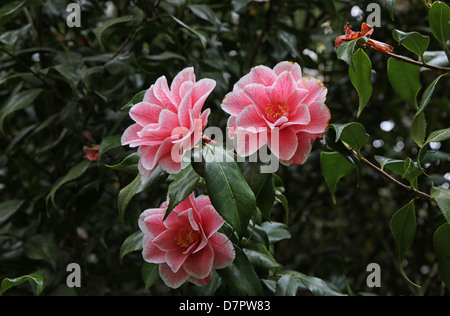 Camellia Japonica "Lady Vansittart" Stockfoto