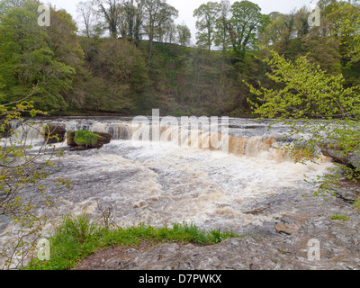 Aysgarth oberen fällt auf dem Fluß Ure in der Yorkshire Dales National Park Stockfoto