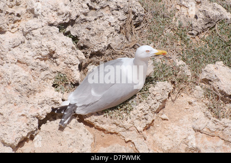 Möwe (Larus sp.) sitzen auf dem Nest, Halbinsel Tarchankut, Tarhan Qut, Krim, Ukraine, Osteuropa Stockfoto