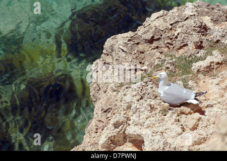 Möwe (Larus sp.) sitzen auf dem Nest, Halbinsel Tarchankut, Tarhan Qut, Krim, Ukraine, Osteuropa Stockfoto