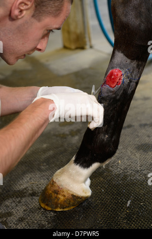 Derazil 4: Tierarzt trimmen Wunde reiben am Hinterbein von vollblut Pferd mit Schere Stockfoto