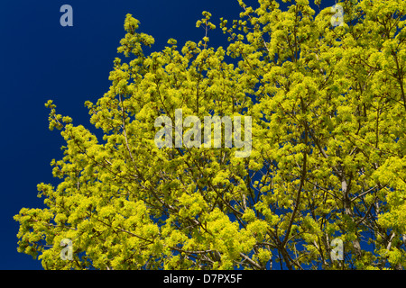 Chartreuse Blütentrauben an einem Spitz-Ahorn-Baum im Frühjahr in Toronto Kanada gegen einen klaren blauen Himmel Stockfoto