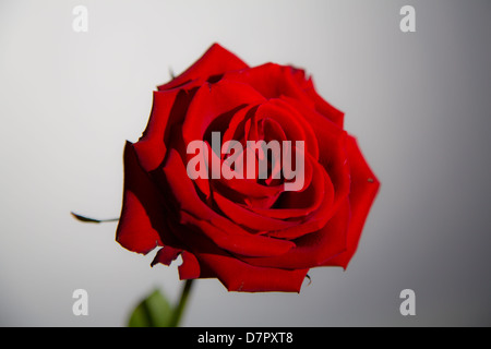 Eine Rose in dramatische Beleuchtung akzentuiert die rote Farbe gedreht. Stockfoto