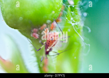 Die rose gegen Blattläuse (macrosiphum rosae) Stockfoto