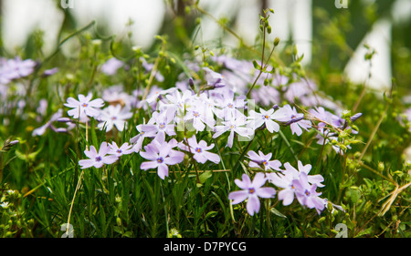 Eine Gießkanne als es Gewässer einen Patch von Phlox. Stockfoto