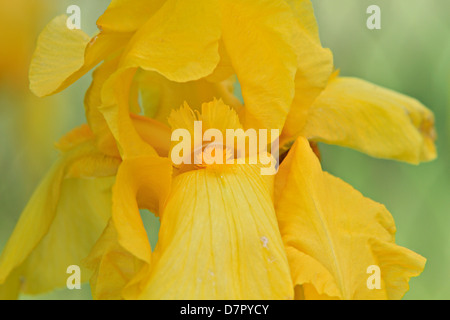 gelbe Iris oder gelbe Flagge lat. Iris pseudacorus Stockfoto