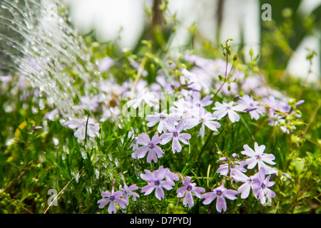 Eine Gießkanne als es Gewässer einen Patch von Phlox. Stockfoto