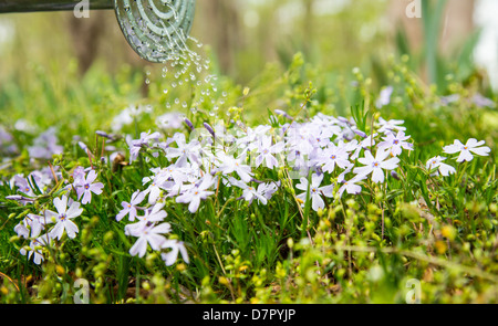 Eine Gießkanne als es Gewässer einen Patch von Phlox. Stockfoto