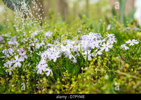 Eine Gießkanne als es Gewässer einen Patch von Phlox. Stockfoto