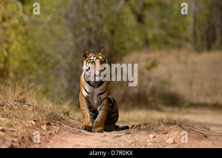 2-jährige Weibchen verfolgen Bengal Tiger sitzen an einem Fahrzeug an einem Sommermorgen in Bandhavgarh Tiger Reserve, Indien Stockfoto