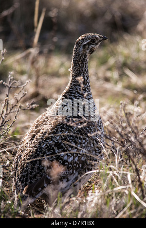 Die Sage Grouse (Centrocercus Urophasianus), in Zypern Hills Alberta Kanada, Frühling Zypern Hügel, Alberta Stockfoto