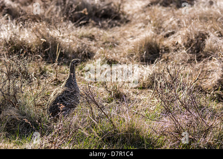 Die Sage Grouse (Centrocercus Urophasianus), in Zypern Hills Alberta Kanada, Frühling Zypern Hügel, Alberta Stockfoto