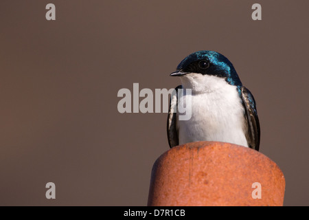 Baum-Schwalbe (Tachycineta bicolor), sitzen auf ein Nest gebaut in einen Zaunpfahl Zypern Hügel, Alberta Stockfoto