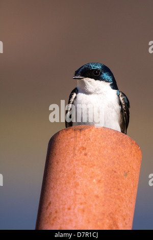 Baum-Schwalbe (Tachycineta bicolor), sitzen auf ein Nest gebaut in einen Zaunpfahl Zypern Hügel, Alberta Stockfoto