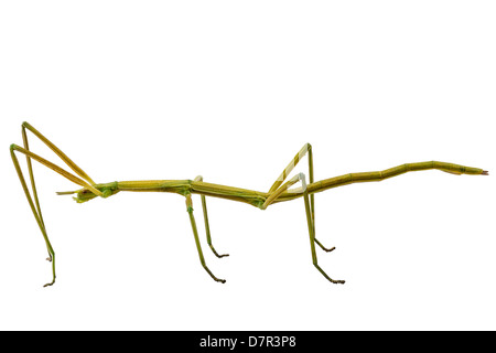 Spanisch-Spazierstock Insektenarten Leptynia hispanica Stockfoto