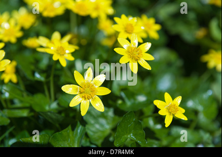 Laub-Waldboden Teppich aus niedrig wachsenden kleinen Schöllkraut hautnah im hellen Sonnenschein leuchtend gelben Blüten Stockfoto