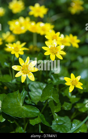 Laub-Waldboden Teppich aus niedrig wachsenden kleinen Schöllkraut hautnah im hellen Sonnenschein leuchtend gelben Blüten Stockfoto