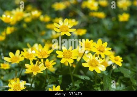 Laub-Waldboden Teppich aus niedrig wachsenden kleinen Schöllkraut hautnah im hellen Sonnenschein leuchtend gelben Blüten Stockfoto