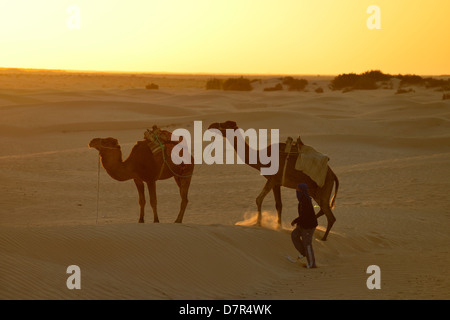 Dromedare in den Dünen in Douz, südlich von Tunesien. Stockfoto