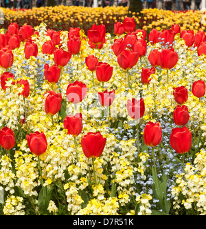 Red Tulips in a beautiful flowerbed Stockfoto