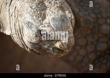 Schuss in den Kopf von einer riesigen Schildkröte Geochelone Gigantea hautnah Stockfoto