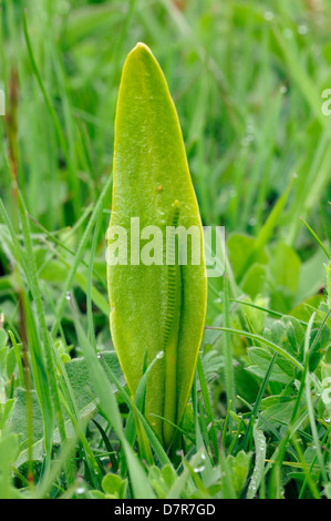 Der Addierer Zunge Farn - Ophioglossum vulgatum Stockfoto