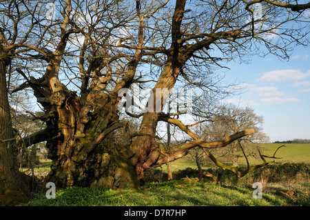 Tortworth Kastanie - Castanea Sativa über 800 Jahre alt bestimmt einer der fünfzig große britische Bäume Stockfoto