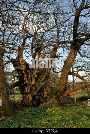 Tortworth Kastanie - Castanea Sativa über 800 Jahre alt bestimmt einer der fünfzig große britische Bäume Stockfoto