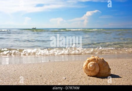 Muschel auf dem sandigen Strand gegen blauen Himmel Stockfoto