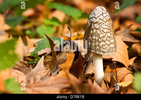 Shaggy Tinte GAP im Wald Stockfoto