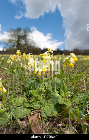 Gemeinsamen englischen Schlüsselblume Frühling blühen Wildblumen auf Süd gerichteten verwalteten Kreide Grünland Hügel Hang Primel gelb wild flow Stockfoto