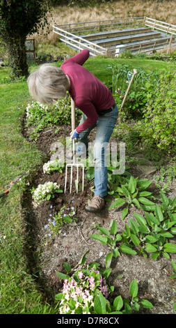 Eine ältere Frau graben Ihr Garten im Frühjahr Wales UK Stockfoto