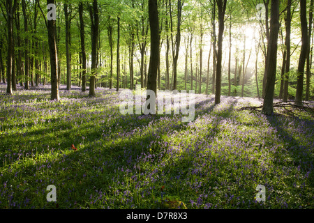 Am frühen Morgensonne bricht durch die Bäume in einem Bluebell Holz in West Sussex, England, UK Stockfoto